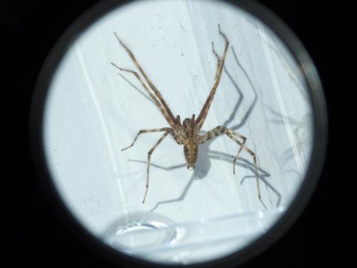 Tegenaria hasperi